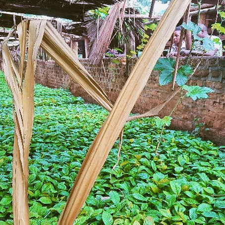 tree seedlings 1a